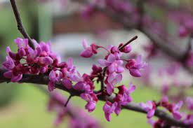 It contains small deciduous trees or large shrubs commonly known as redbuds. Find Trees Learn University Of Arizona Campus Arboretum