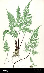 Image result for Asplenium elliottii