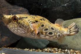 Dragon Puffer Lrg Fish Tetraodon Palembangensi Puffer Fish Fish Catching Fish