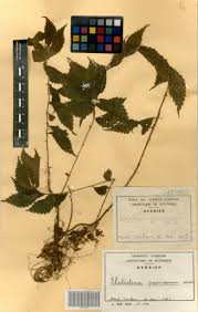 Image result for Elatostema paivaeanum