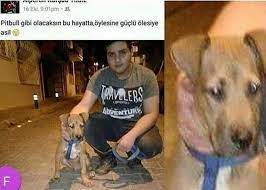 haberneo elindeki pitbull mu yha tamam pitbull ufak da gozumuz kor degil herhalde komik seyler komik pitbull