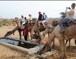 Royal luxury facility in pushkar. Pushkar Camel Safari In Desert 2021 All You Need To Know Before You Go With Photos Tripadvisor