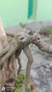 Image result for Premna mooiensis