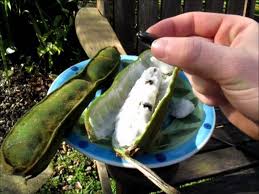 Also know as guaba, inga cipo, guamo bejuro, pois sucre, rabo de mico, inga de metro, monkey tail. Icecream Bean Weird Tropical Fruit Youtube