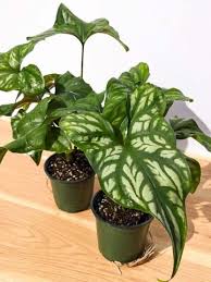 Image result for Cercestis congensis