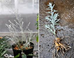 白銀の葉と淡いパープルの花 エレモフィラ ニベア オージーガーデニングのすすめ Gardenstory ガーデンストーリー