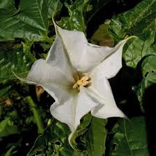 Image result for durman obecný květ