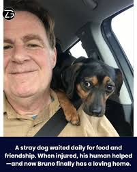 Man rescues stray dog and nurses him back to health