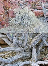 Image result for Petalidium englerianum