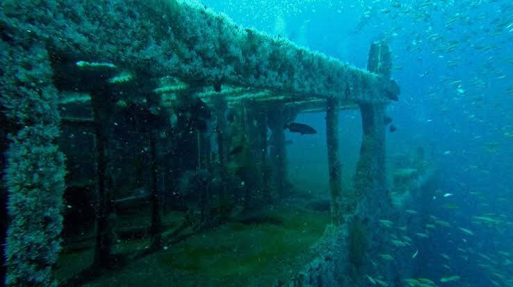 The Graveyard of the Atlantic: From Shipwrecks to Sanctuaries for Sea Life  | College of Agriculture and Life Sciences