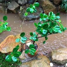 Image result for Fuirena microcarpa