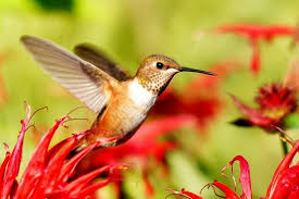 Wildlife Rehabilitation Help For Sick And Injured Animals