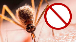 deshacerse de estos molestos insectos ...