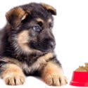 We did not find results for: Choosing The Best Food For German Shepherd Puppies