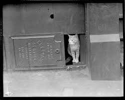 Unidentified Cat Cat Creator Vintage Cat Cats