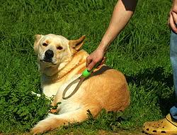 Grooming is the process by which an offender draws a victim into a sexual relationship and maintains that relationship in secrecy. Dog Grooming Wikipedia