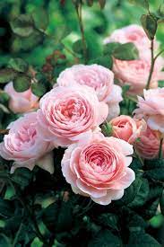 Queen Of Sweden David Austin English Rose David Austin Roses Editorial Image Gallery Beautiful Flowers Queen Of Sweden Rose Growing Roses