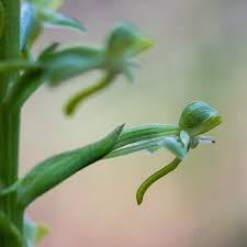 Image result for Habenaria disparilis
