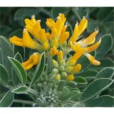 Di queste piante grasse con fiori ne esistono oltre 200 specie di diversa origine. Vendita Pianta Medicago Piante Da Cespuglio Online Mondo Piante