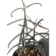 Acheter Kalanchoe Beauverdii Avec Canarius