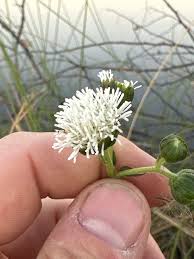 Image result for Adenostemma afrum