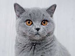 There are 182 british longhair cat for sale on etsy, and they cost $26.34. British Shorthair Price Personality Lifespan