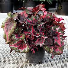 Image result for Begonia nyassensis