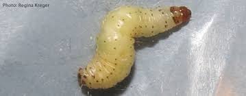 First, get the infested flour and any other infested products you might find out of your house. 4 Key Steps To Naturally Manage Indian Meal Moths Northwest Center For Alternatives To Pesticides