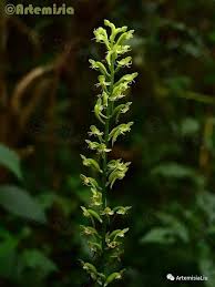 Image result for Malaxis weberbaueriana