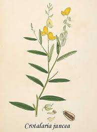 Image result for Crotalaria juncea