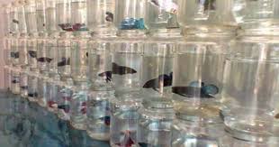Salah dalam memilih aquarium untuk ikan. Memahami Teknik Pembesaran Ikan Cupang Dengan Benar