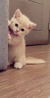 Cute Animals List Images Of Cute Cartoon Animals To Draw For Cutest Baby Kittens Ever Cute Baby Cats Cute Animals List Baby Cats