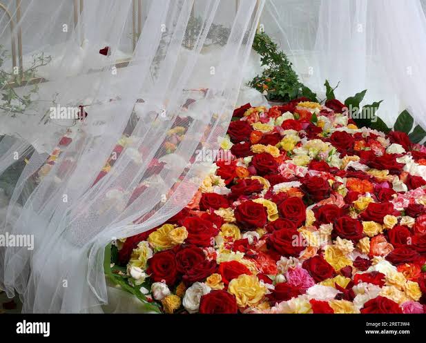 Bedded on roses Bed planted with rose petals, bed of roses, bed of roses  Stock Photo - Alamy