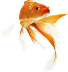 download fish free png transparent image and clipart download fish free png transparent