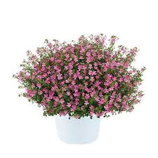 Image result for Jamesbrittenia integerrima