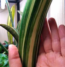 Image result for Sansevieria sinus-simiorum