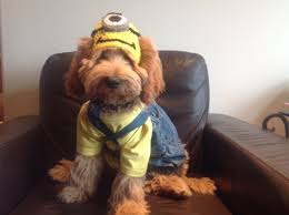Labradoodle Minion Halloween Costume Labradoodle Minion Halloween Costumes Animal Costumes