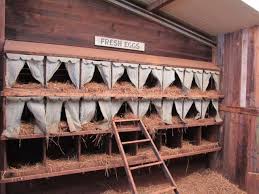 Top 10 Chicken Nesting Boxes Chicken Nesting Boxes Chicken Laying Boxes Chicken Diy