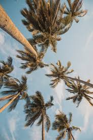 Maybe you would like to learn more about one of these? Summer Wallpapers Free Hd Download 500 Hq Unsplash