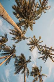 Find the largest collection of 510000+ background images on pngtree. Summer Wallpapers Free Hd Download 500 Hq Unsplash