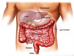 Anatomical diagram of the digestive system: stomach, intestines, liver, and related organs