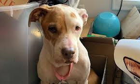 Find your new best friend today! These Colorado Springs Based Dogs Are Up For Adoption And In Need Of A