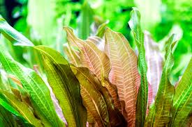 Image result for Vallisneria spiralis