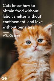 25 Best Cat Quotes That Perfectly Describe Your Kitten Funny And Cute Cat Quotes Love makes the world go round. kitten funny and cute cat quotes