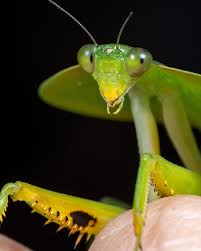 Image result for Entada chrysostachys