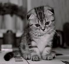 أروع صور القطط صور قطط روعة2020 صور قطط حلوة صور قطط حزينه وجديدة Animals Cats