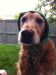 What will encourage patients to choose your clinic over your competitors? Vet Care Pet Clinic Pune Maharashtra Information Newcare