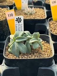 Image result for Aeollanthus subacaulis