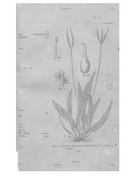 Image result for Aponogeton vallisnerioides