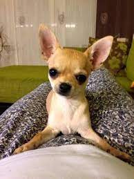 I Love Chihuahuas Cute Chihuahua Chihuahua Love Cute Puppies